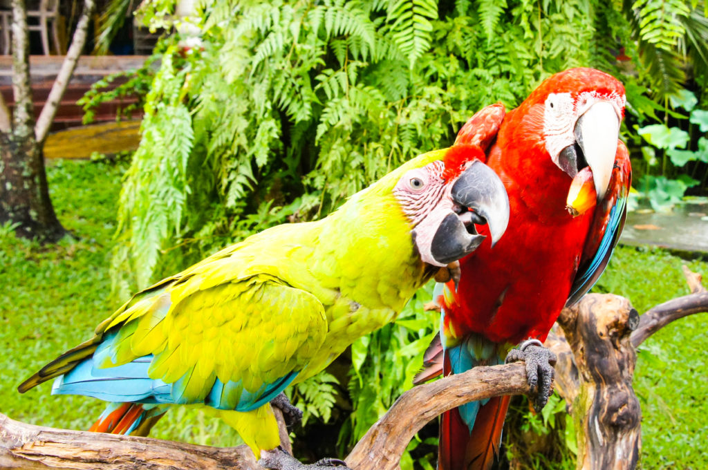 Tropical Parrots