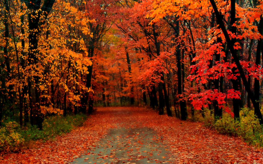 Minnesota Country Road in the Fall