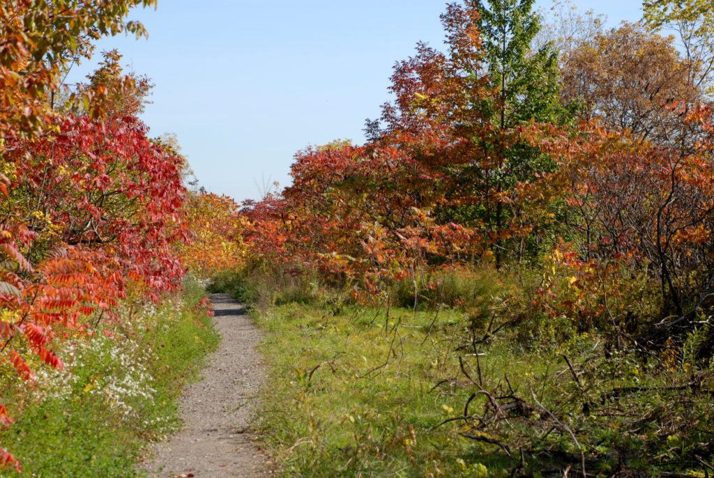 The Bruce Trail in Fall