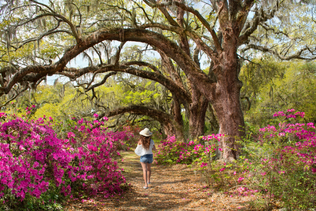 Azaleas in bloom under oak tree