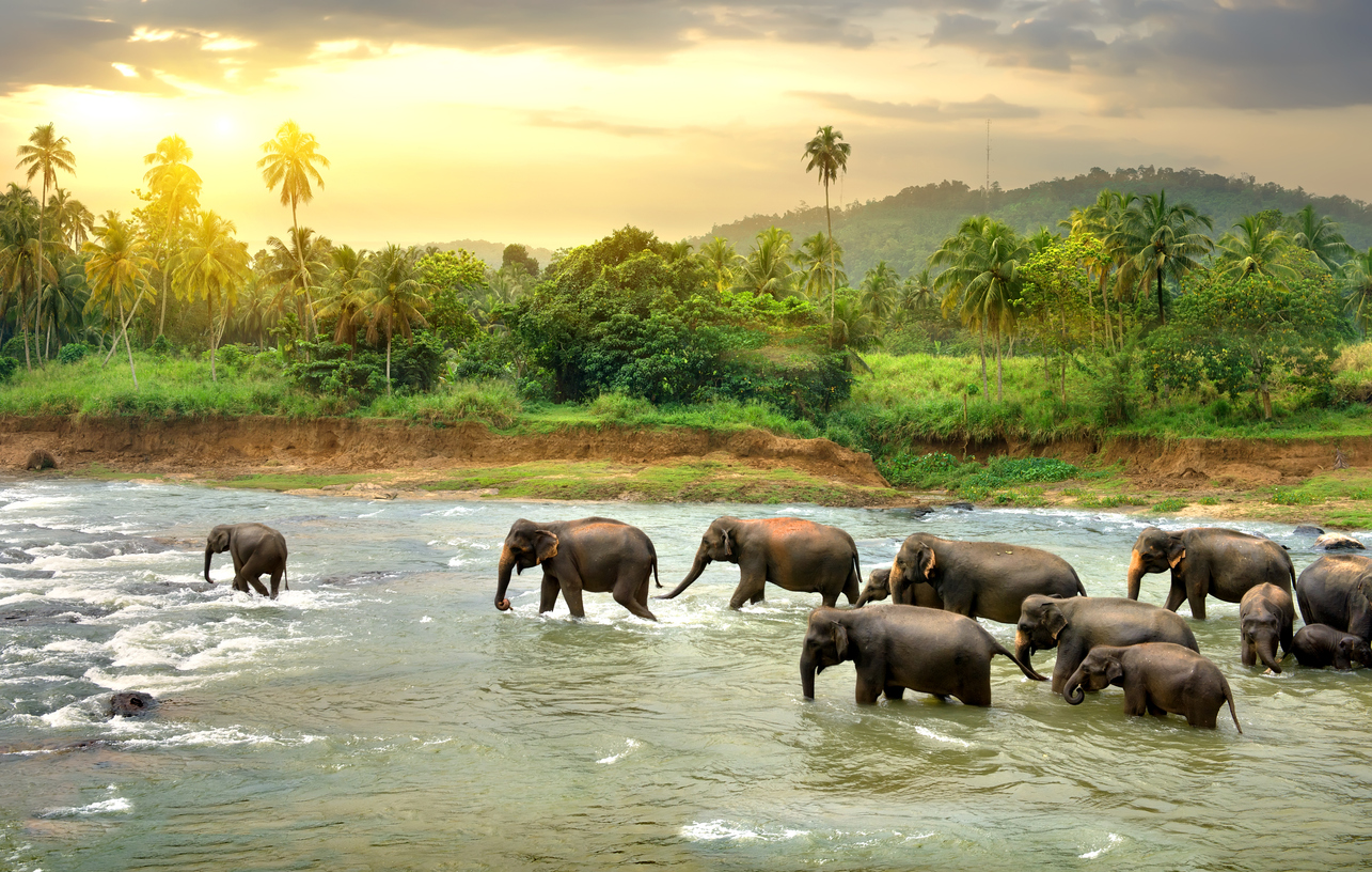 Elephants in Sri Lanka