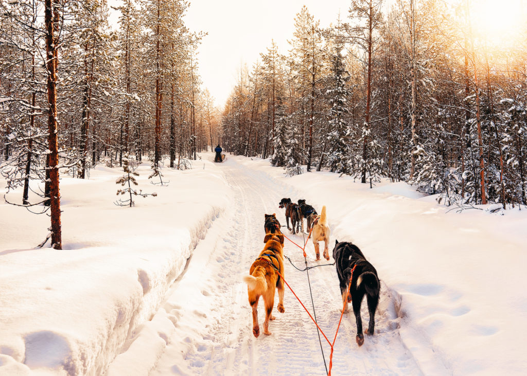 Husky dog sled of Finland in Lapland