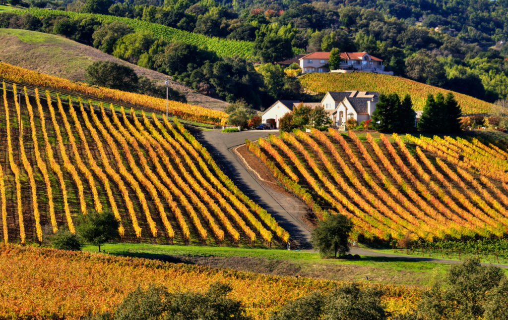 Napa Fall Foliage