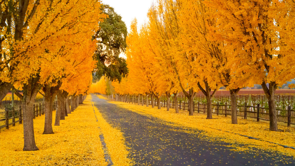 Napa Valley in the Fall