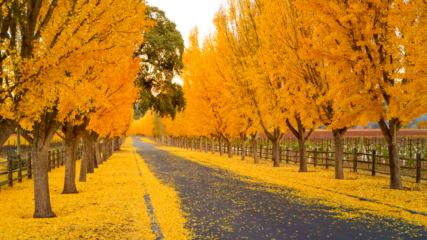 Napa Valley in the Fall