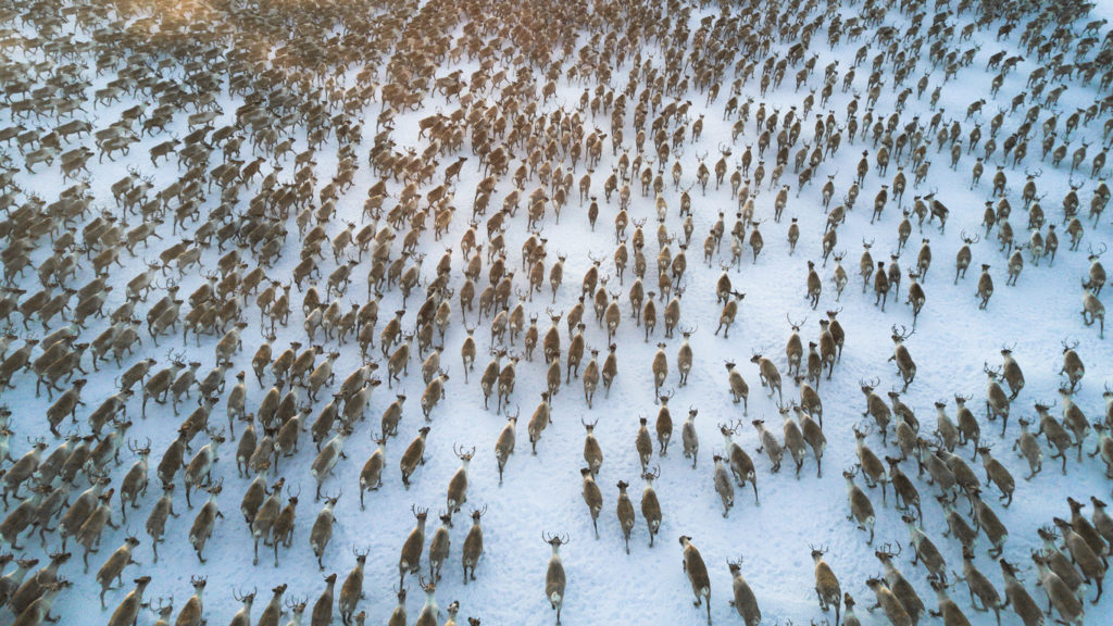 Reindeer caravan in Lapland