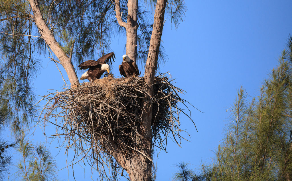 Bald eagles in Marco Island
