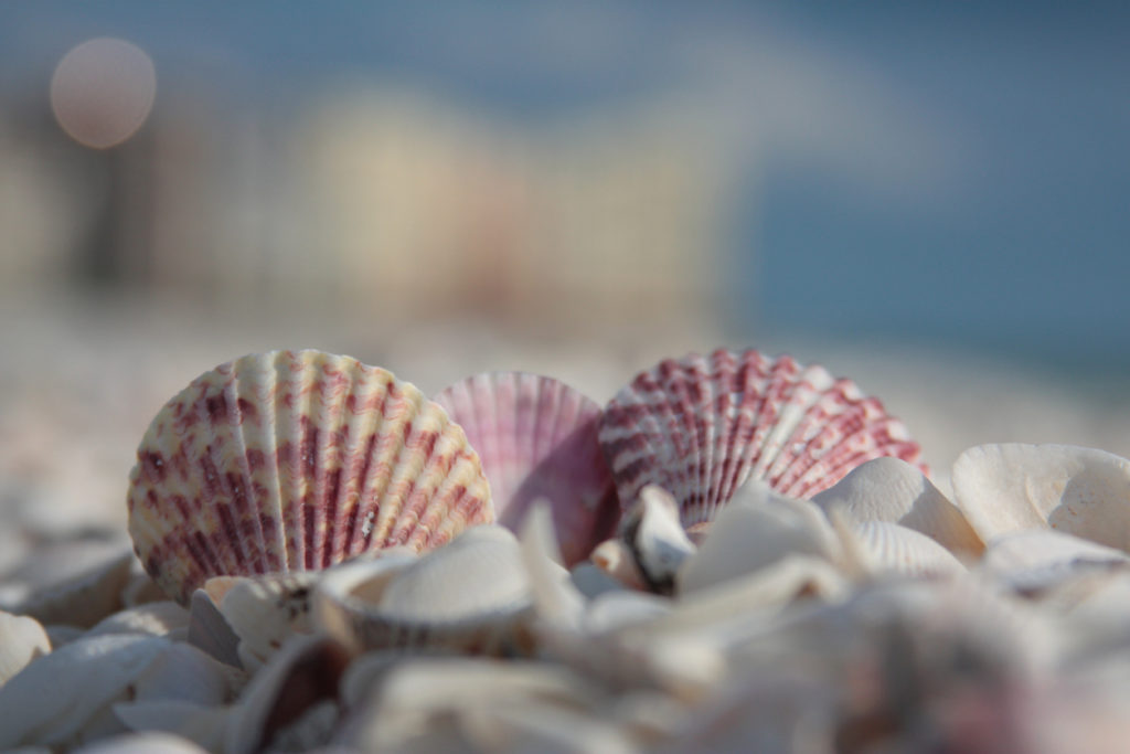 Beach Shells in Marco Island