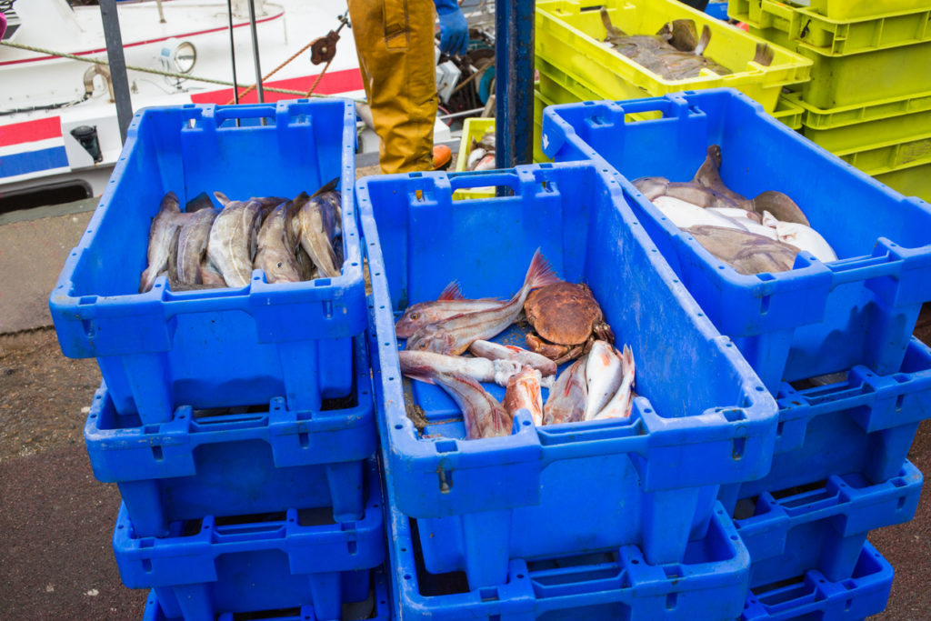 Fresh fish in Whitstable harbour