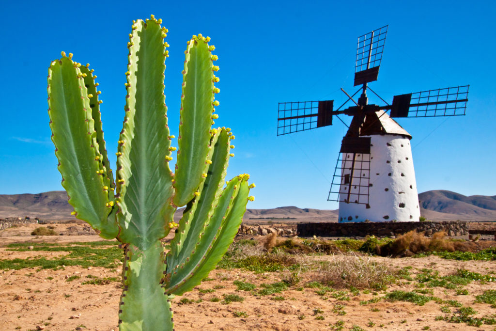 Cactus and the traditional windmill in Fuertaventura