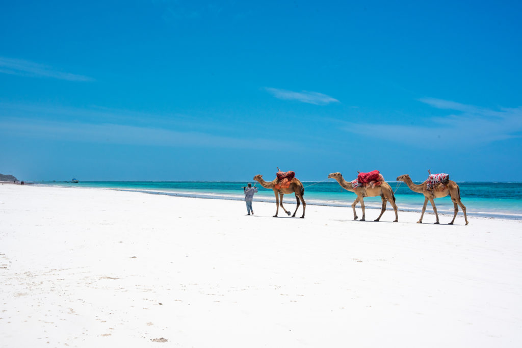 Camels on Diani Beach