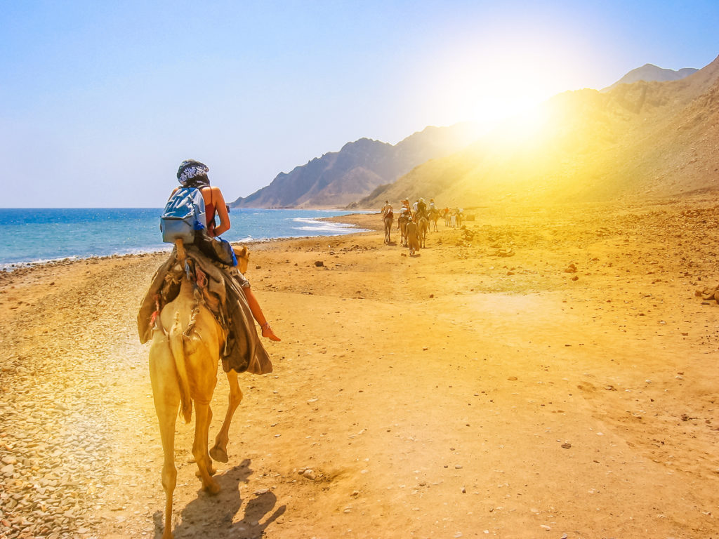 Camels rides in Egypt