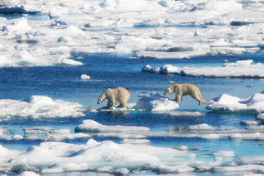 Polar Bear Cubs Jumping in Svalbard