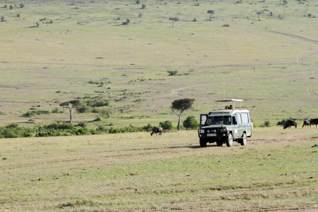 Safari Game Drive at Masai Mara National Park
