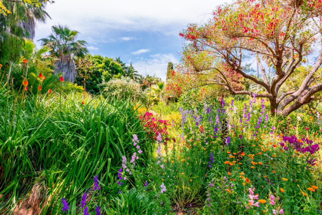 Tropical Gardens