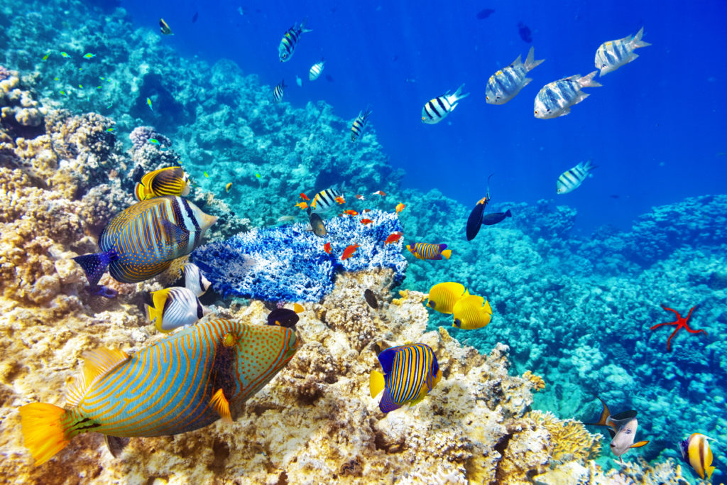 Underwater world with corals and tropical fish