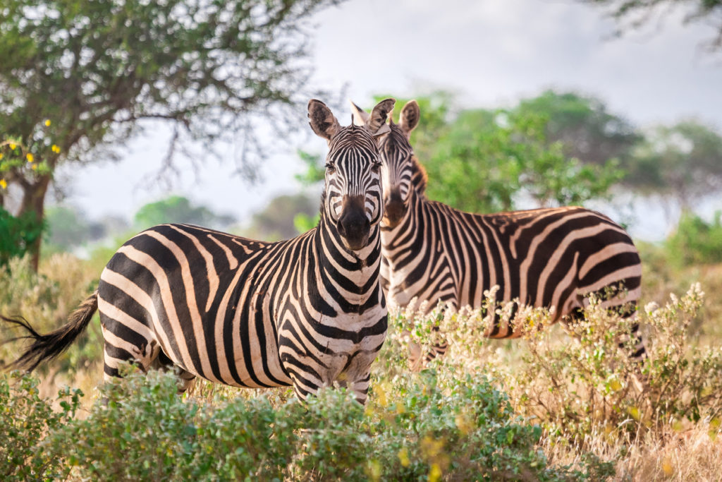 Zebras in the Tsavo National Park