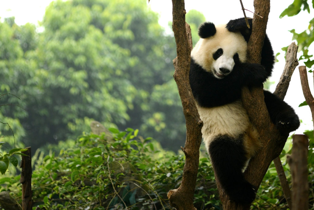 Giant Panda