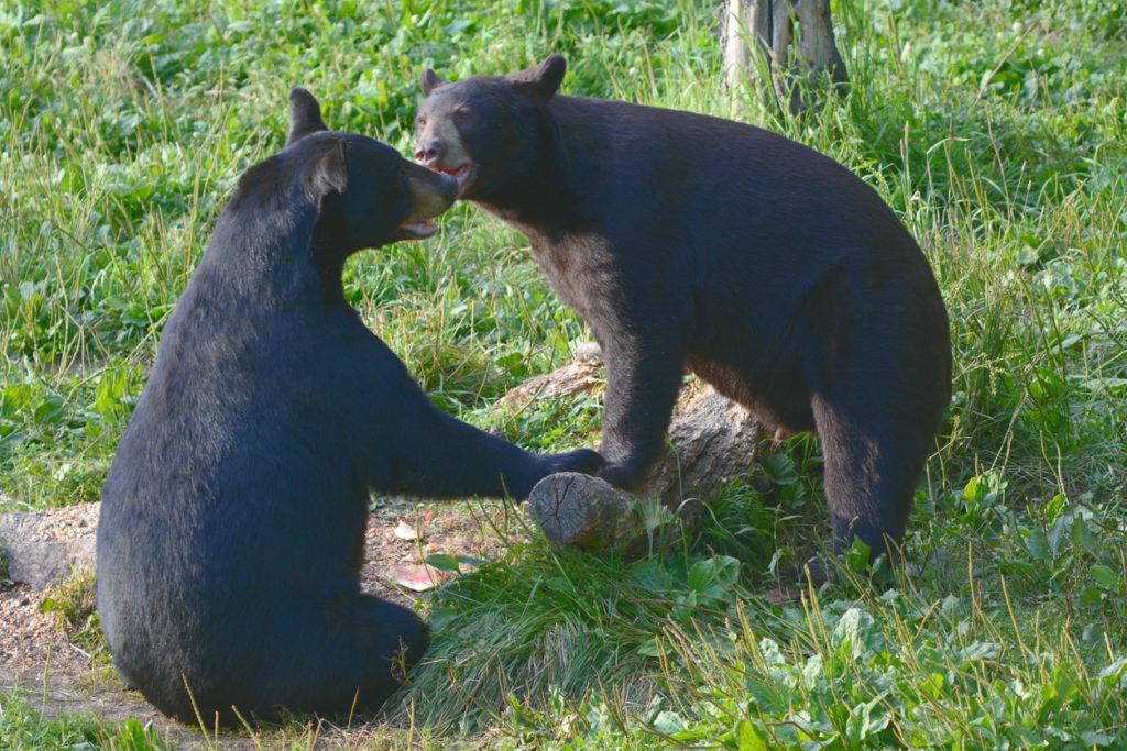 Summer Black Bear Interaction - Northern Minnesota