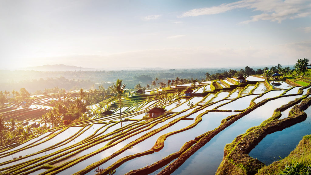 Bali Rice Terraces