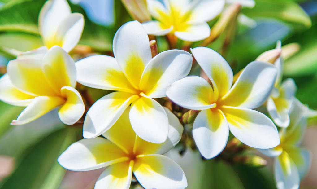 Blooming plumeria flowers