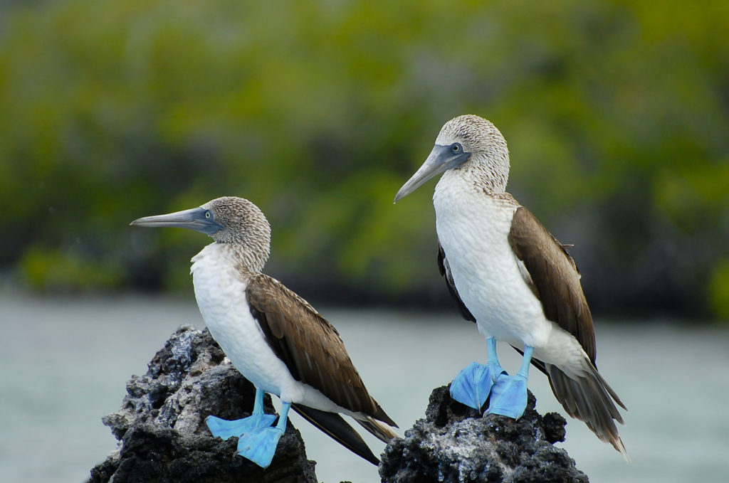 Blue Footed Boobies, Galapagos Islands Ecuador.