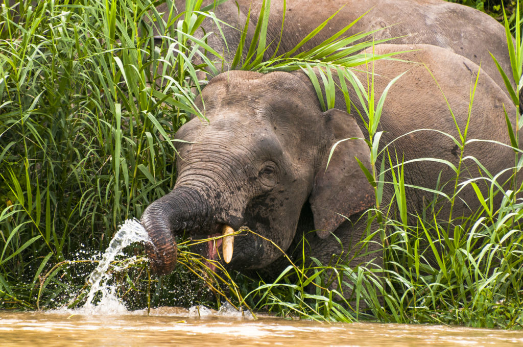 Elephant drinking at the side of the Kinabatangan river, Sabah.