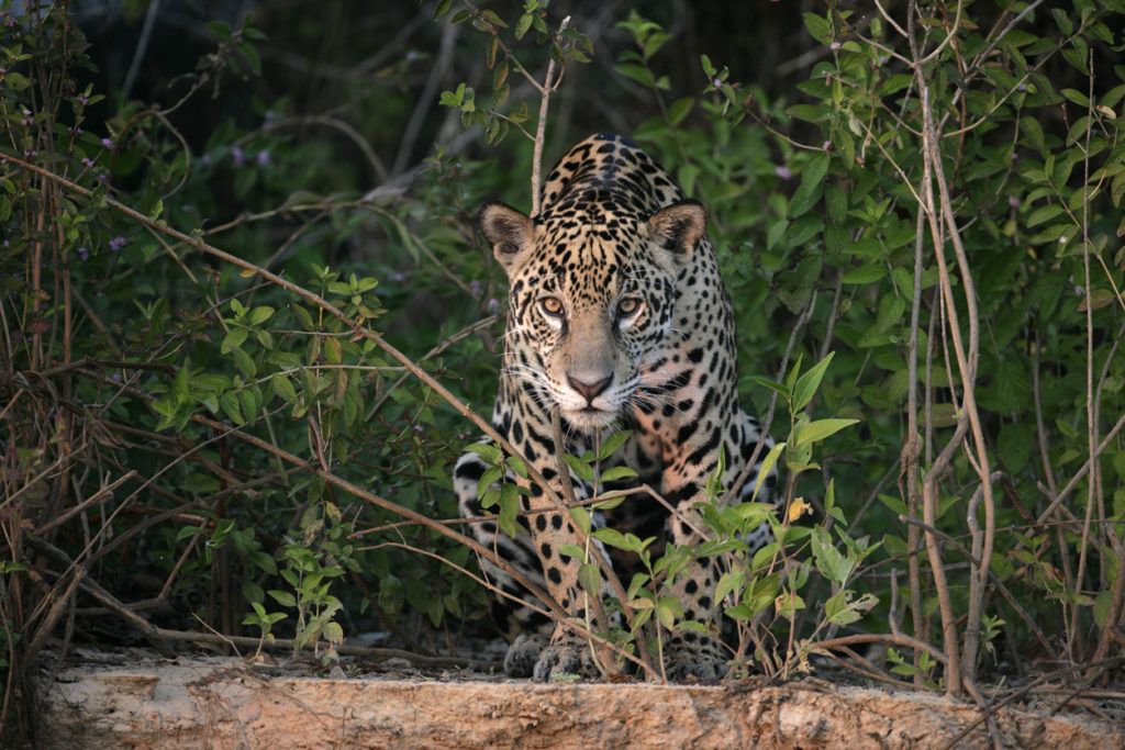 Jaguar in Pantanal, Brazil