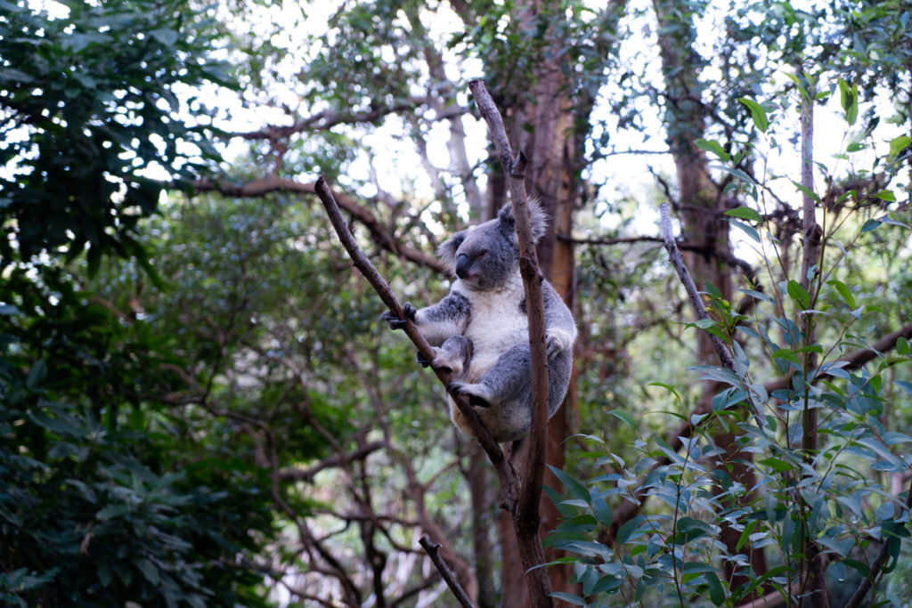 Koala sitting in a Eucalyptus tree at Currumbin Wildlife Sanctuary,Australia.