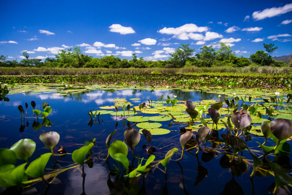 Pantanal Marimbus, Brazil