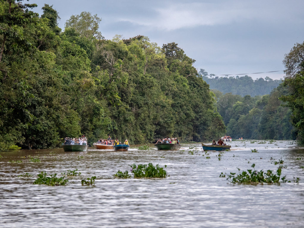 Tour boats along the Kinabatangan River Sabah.