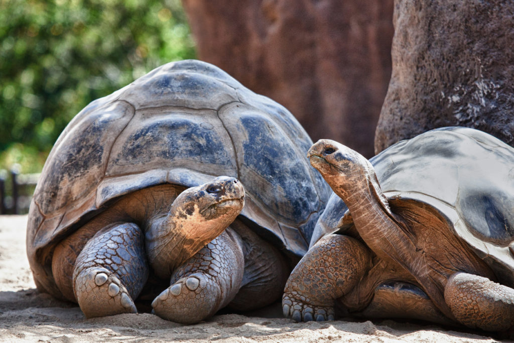 Two Galapagos Tortoises.