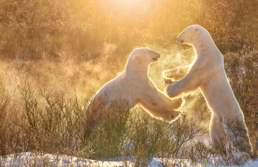 Two young polar bears playing in the morning, Manitoba, Canada.