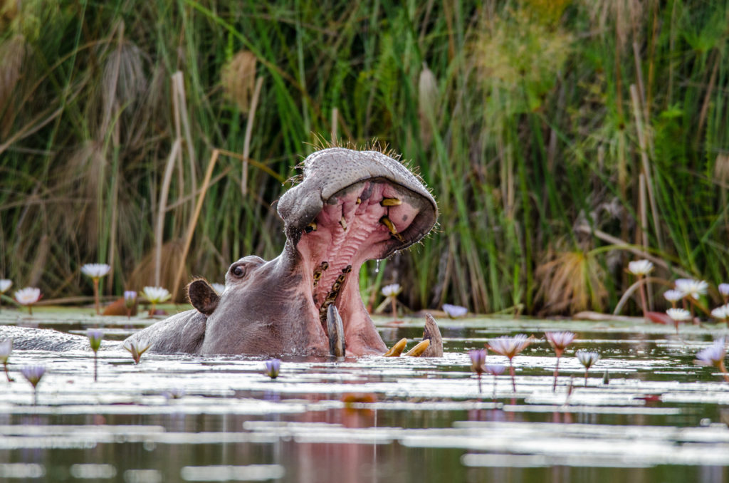 A hippopotamus in the Okavango Delta in Botswana.