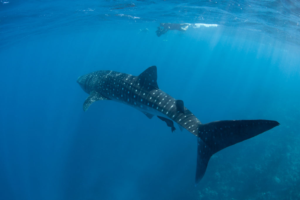 A whale shark (Rhincodon typus) swimming in the open ocean.
