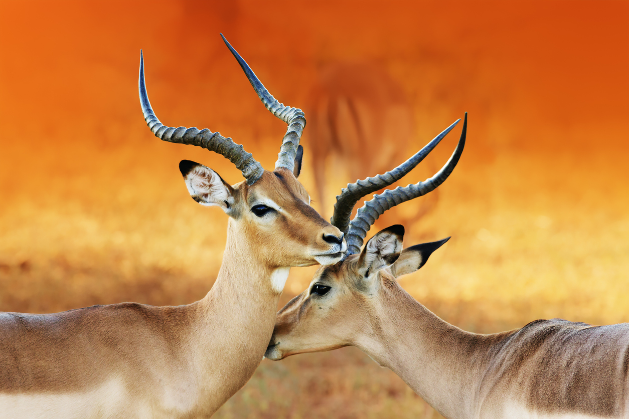 Aepyceros melampus (Impala). Two mal impalas in the rutting season