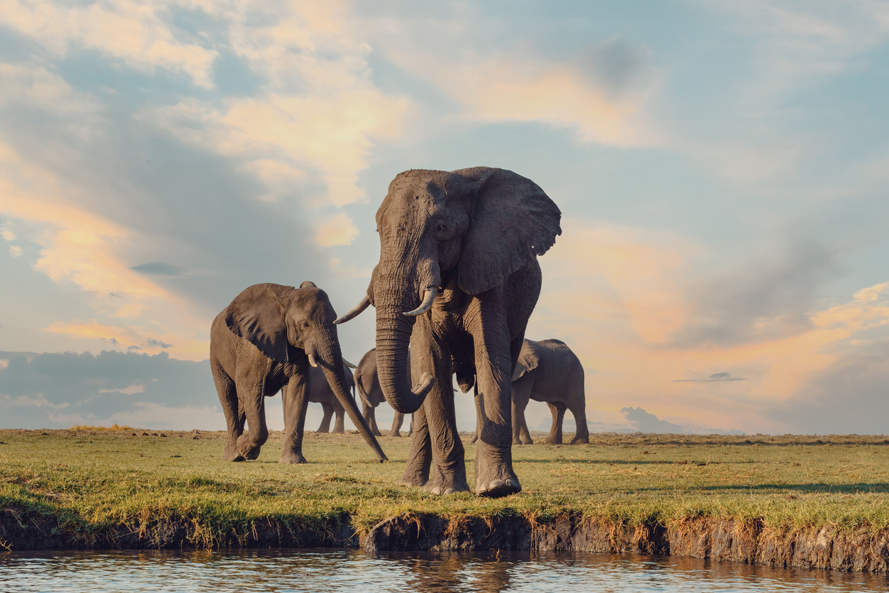 African Elephants in the Chobe National Park, Botswana.