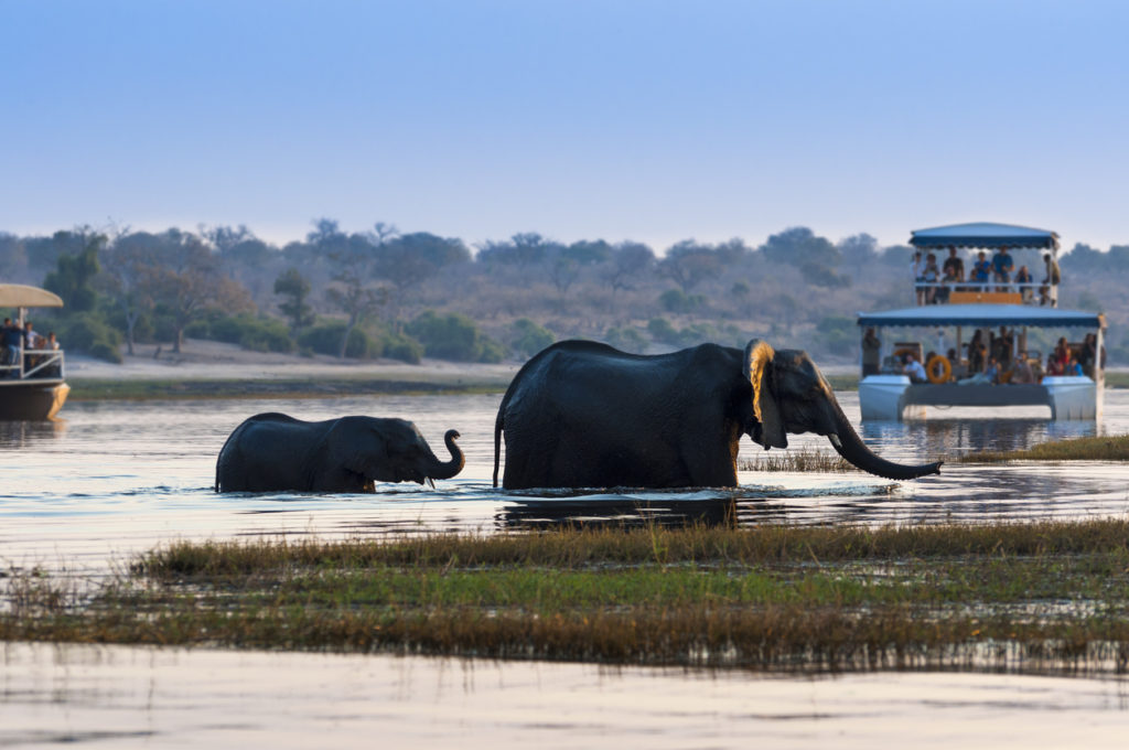 African elephant and its cub crossing the Chobe River in the Chose National Park while tourists watch from afar on a boat.