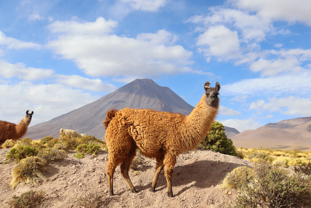 Alpacas in the atacama dessert in The Andes, Chile.