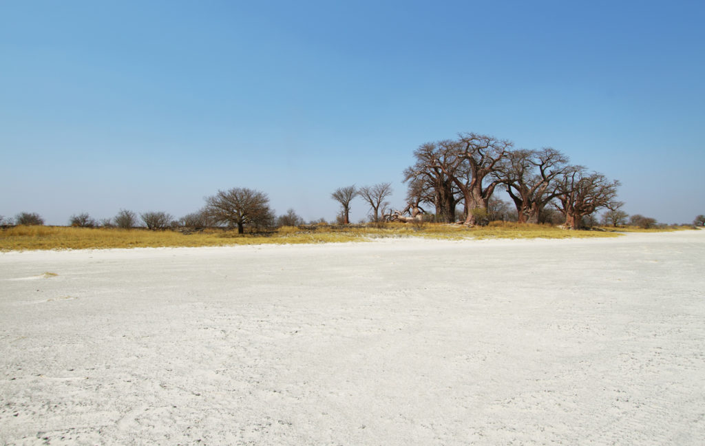 Baobabs on the Baines Baobab in winter, Makgadikgadi Salt Pans, Botswana.