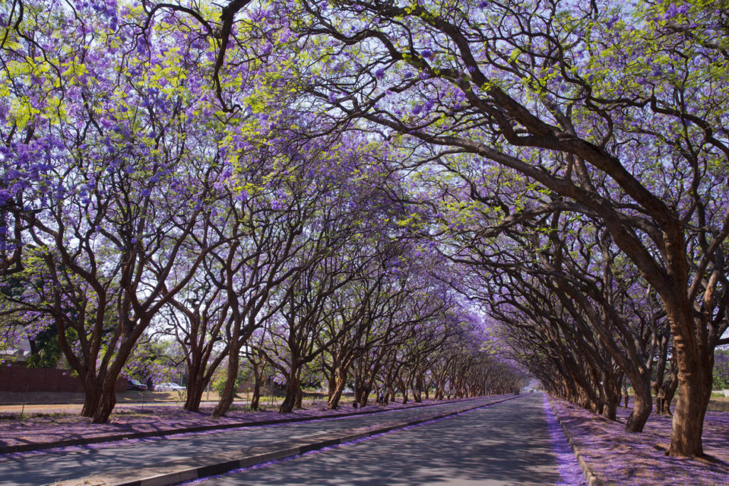 Blooming Jacaranda trees lining Milton Avenue in Harare.