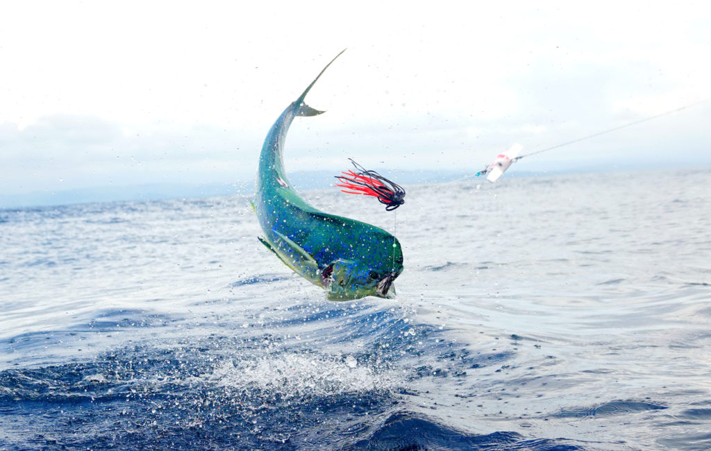 Dolphin fish in the air off Costa Rica.