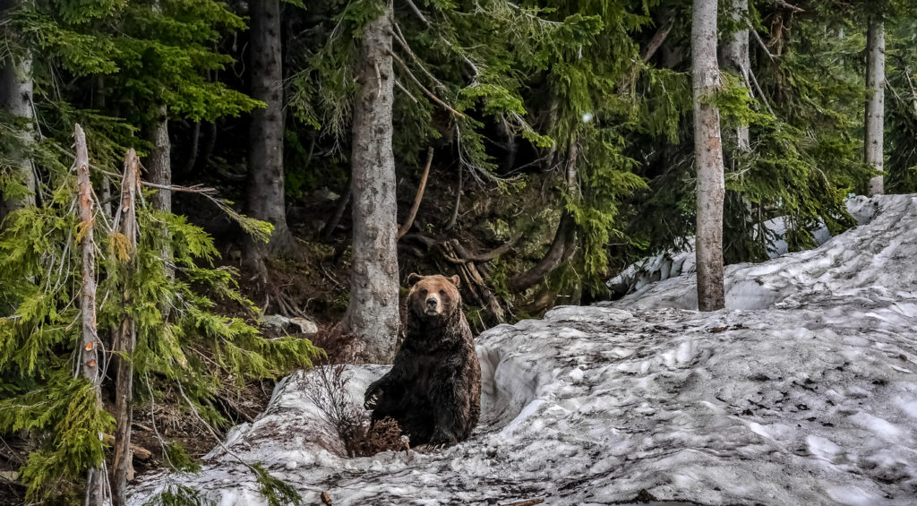 Grizzly bear sitting on rocks in a clearing.