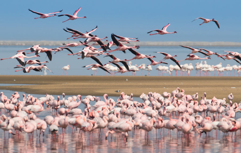 Group of flamingos on Walvis Bay Lagoon, Namibia.