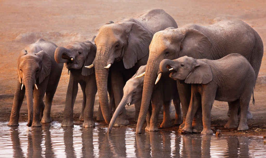 Herd of elephans drinking at a waterhole in Etosha National Park.