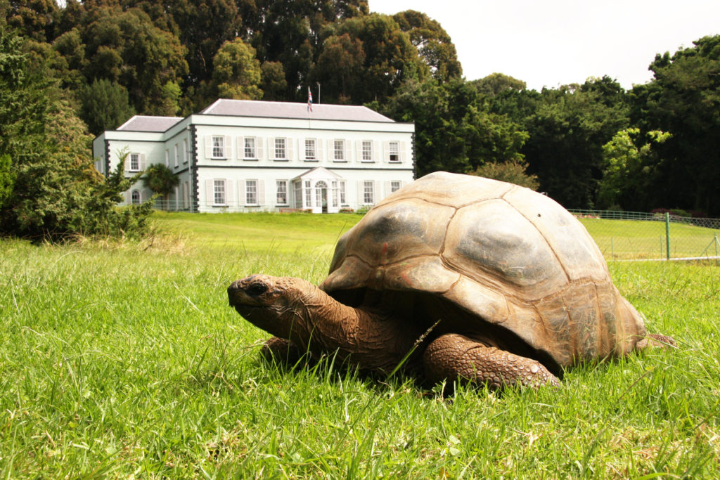 Jonathan, the giant tortoise estimated to be between 150-200 years old at a plantation house on St Helena Island.