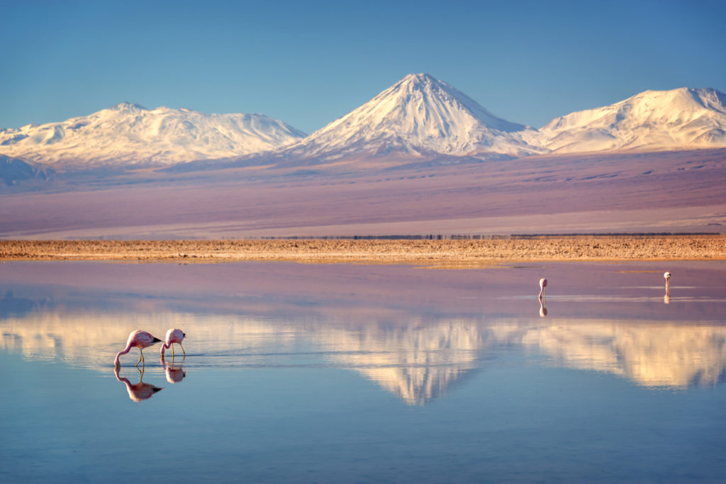Licancabur volcano in the Andes mountains with Andean flamingos in the water of Laguna Chaxa, Atacama salar, Chile.
