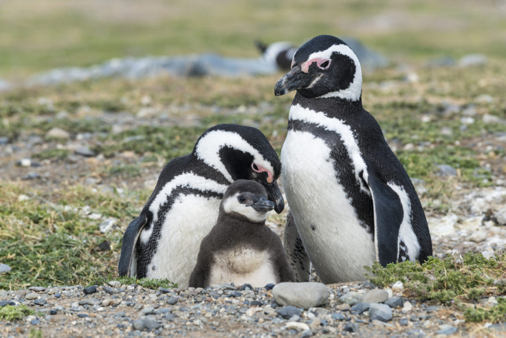 Magellanic penguins in Patagonia, Chile.