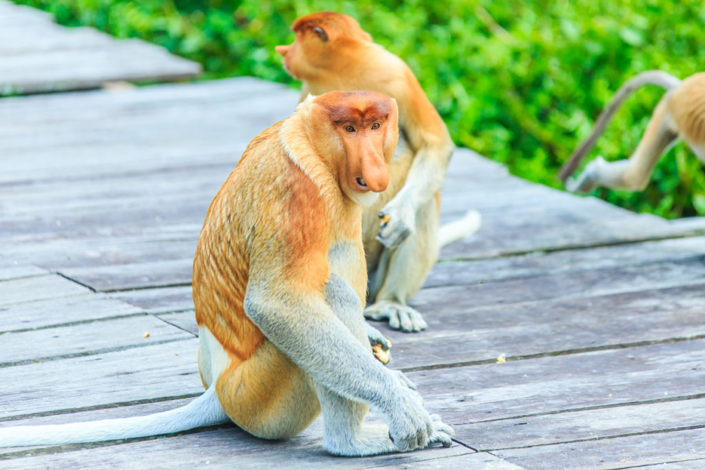 Proboscis monkeys, Sabah