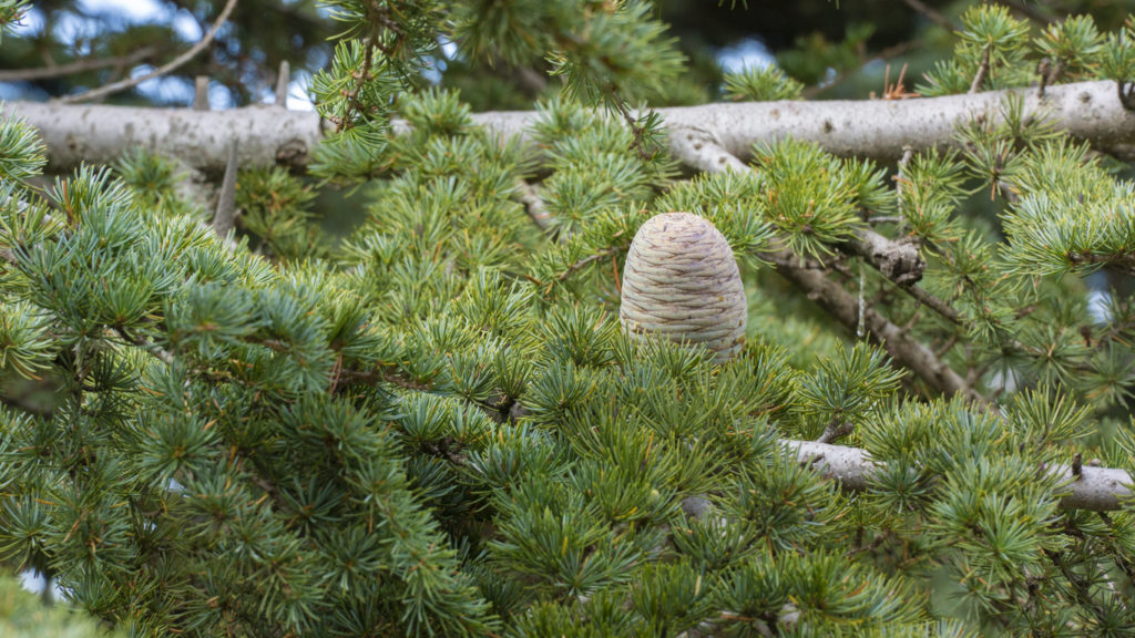 Cedar in Al Shouf Cedar Nature Reserve. Lebanon